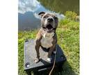 Adopt Colonel Moses a Pit Bull Terrier