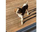 Adopt Junior - Sweetest Hound Pup a Hound