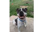 Adopt Donald a Boxer, Mixed Breed