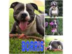 Adopt BORRIS ~ $0 ADOPTION FEE!! a American Staffordshire Terrier