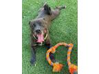 Adopt Eddie a Basset Hound, Pit Bull Terrier