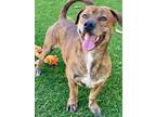 Adopt Ben a Basset Hound, Pit Bull Terrier