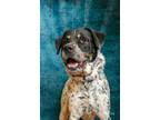 Adopt Tucker a Pit Bull Terrier