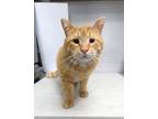 Adopt Alder a Domestic Short Hair