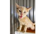 Adopt Salvador a American Shorthair
