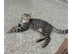 Adopt David a American Shorthair
