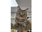 Adopt AG aka Amazing Grace a Domestic Short Hair, Tabby