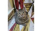 Adopt Tigger a Domestic Short Hair, Tabby