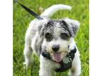 Adopt Pancho a Schnauzer
