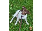 Adopt Samone a Terrier, Mixed Breed