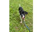 Adopt Winky a Terrier, Mixed Breed