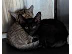 Adopt Prius 8 a Domestic Short Hair