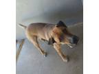 Adopt Doug a Mixed Breed