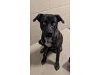 Adopt Luigi a Mixed Breed