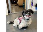 Adopt Jessie a Shih Tzu