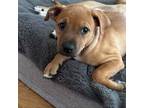 Adopt Marius a Boxer, Shepherd