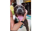 Adopt Maxton A047768 a Staffordshire Bull Terrier, Mixed Breed