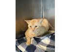Adopt Carlos a Domestic Short Hair