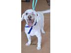 Adopt Cotton a Bichon Frise