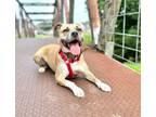 Adopt RELAY a American Staffordshire Terrier