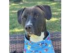 Adopt Leo a Pit Bull Terrier, American Staffordshire Terrier