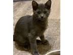 Adopt Ash a American Shorthair