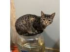 Adopt Meadow a American Shorthair, Tabby