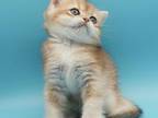 Willa British Kitten NY Eleven Golden Shaded Girl