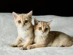 British Shorthair 2Males