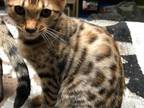 Maui Classic Brown Bengal