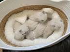 Ragdoll Kittens