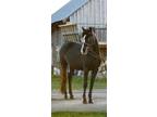 Registered Large Pony Mare