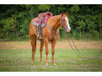 Super Nice Aqha Registered Sorrel Mare, Dash Ta Fame Granddaughter, Rides Nice