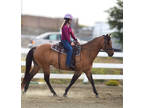 Buckskin Dun gelding 15.2h 9 y/o Reg #Quarter Horse Gelding