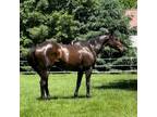 Classic- Handsome, Dark, 13 Year-Old Thoroughbred