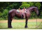 Family Friendly Black Friesian Percheron Crossbred Mare, Rides and Drives