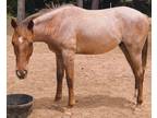 Red Roan Appendix gelding