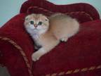 Scottish Fold Felix