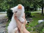 Ember Selkirk Rex