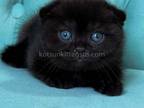 Black Gorgerous Scottish Fold Baby Boy