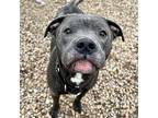 Otis, American Pit Bull Terrier For Adoption In Indianapolis, Indiana