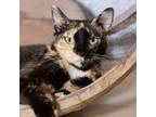 Adopt Belle a Domestic Short Hair
