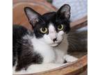 Adopt Malibu a Domestic Short Hair