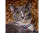 Adopt Salsa a Domestic Short Hair