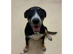 Adopt H-Freckles a Australian Cattle Dog / Blue Heeler, Labrador Retriever