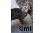 Adopt Kimi a Tabby, Domestic Medium Hair