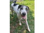 Adopt Lizzie a Hound, Pit Bull Terrier