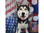 Adopt Taye a Husky