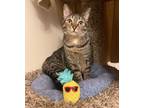 Adopt Molly Sue a Domestic Short Hair