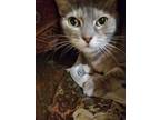 Adopt Gracie a Tabby